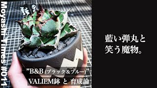 #11【購入レポ＆育成論】アガベ チタノタ Black\u0026Blue @ペットショップ ライセンス