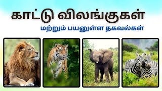 காட்டு விலங்குகள் மற்றும் பயனுள்ள தகவல்கள் | Wild Animals for Kids | Animals for kids @sskidstube