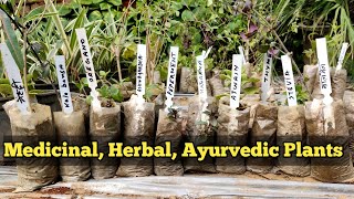 List Of MEDICINAL,HERB, AYURVEDIC Plants | Rare Medicine Herb Plants India