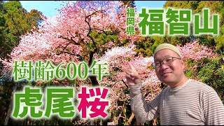 【福智山】虎尾桜の生命力が凄すぎた【2021年3月19日】