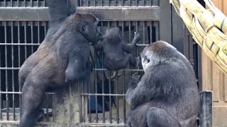 ('19/9/15)子育てする母は偉大なり⭐️ゴリラ【京都市動物園】Mother gorilla raising children is great