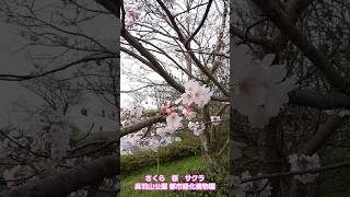 さくら SAKURA サクラ 春の風 cherry blossoms 桜 cherry blossom tree 呉羽山公園都市緑化植物園 池 花見 TOYAMA 富山市 北代 2024年4月5日え