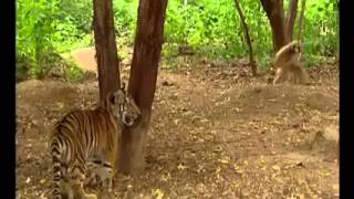 Tiger vs naughty monkey