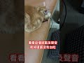 阿貝的擼貓日誌 十隻橘貓九隻胖我家這隻… 貓 貓咪 寵物 cat cats pets pet 撸猫日常 擼貓