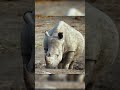 Why do these people cut off the horns of rhinos? #shortsvideo #facts #nature #rhino