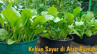 kebun Kecil Panen Aneka Sayur Diatap Rumah.