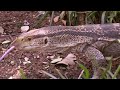 monitor lizard foraging in the wild