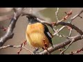 芽吹いた枝の中から覗き込み🤩鳴きはじめる🧡ジョウビタキ君