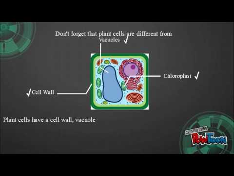 Plant Cells - YouTube