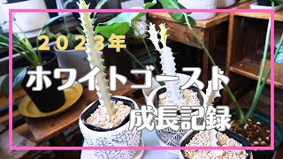 【観葉植物】ホワイトゴースト成長記録/挿し木のその後③/中々動かなかったホワイトゴーストがやっと動いた