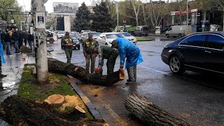 Այս պահին կտրում են Սայաթ֊Նովա պողոտայի առողջ ծառերը