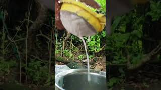 വരൂ നമ്മൾക്ക് ഒരു അടിപൊളി coconut cofee ഉണ്ടാക്കിയെടുക്കാം... 🤩🫣 #minivlog #tea #malayalee #kerala