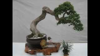 2nd Mayor's Cup Bonsai Competition Mar 12 17 2012