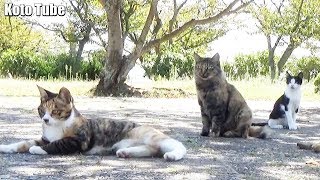 野良子猫たちがゴロゴロとまったり過ぎる癒しの公園