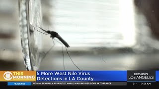5 more West Nile mosquito samples found in LACo Vector District