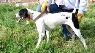 English Elhew pointer training, Sunrise Kennels, 520-907-5690, www.elhewpointersatsunrsiekennels.com