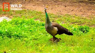 Mother Peacock Feeding To Baby Peacock !