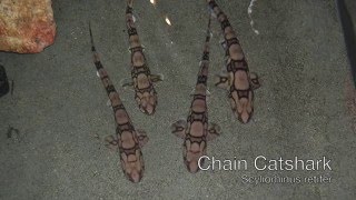 Chain Catsharks