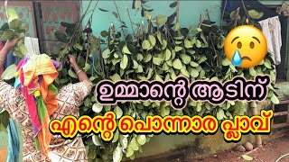 ഉമ്മ എന്നെ ശരിക്കും പറ്റിച്ചോ. .? ഇതാപ്പോ പരിപാടി ല്ലേ. .|എന്റെ ആറ്റുനോറ്റുണ്ടാക്കിയ പ്ലാവ്,😢😢😢