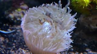 Rhizo Devouring Banggai Cardinalfish