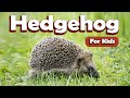 Hedgehog for Kids | Learn About Wild Animals for Kids