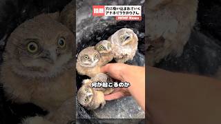 引越しにビビりまくるアナホリフクロウの赤ちゃん