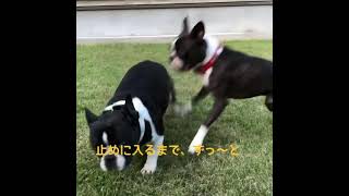 愛犬🐶ボストンテリア　ペットショップのゲージから お友達‼️フレブルのラムちゃん♂