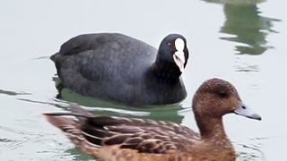 とくしま生き物図鑑　オオバン