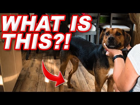 Where are the dewclaws on a dog?