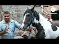 اجمل مهره شفتها فلسطيني ابيض في اسود،🔥palestinian horse prices.