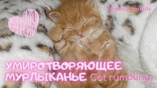 Relaxing sounds - Умиротворяющее мурлыканье - Cat rumbling