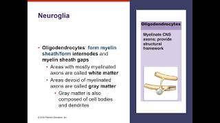 The Nervous System: Neural Tissue