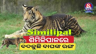 ଶିମିଳିପାଳରେ ବଦଳୁଛି ବାଘର ରଙ୍ଗ / Similipal tiger reserve