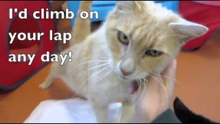 Video of adoptable pet named Eugene