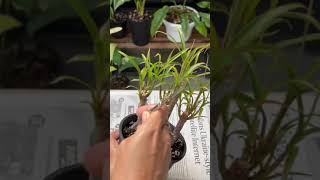 Watch How to Grow Dracaena from Stem cuttings #shorts #plants #garden #houseplan