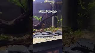 Evolution of the 10 gallon aquascape #shorts #aquascaping #fishkeeping #fishlove #fishkeepinghobby