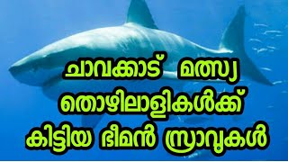 ചാവക്കാട് ബ്ലാങ്ങാട് ബീച്ചിൽ മത്സ്യ തൊഴിലാളികൾക്ക് കിട്ടിയ ഭീമൻ സ്രാവുകൾ