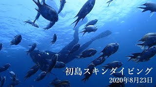 初島 スキンダイビング 2020年8月23日