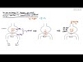 9-4 Maintaining the Concentration Gradient in the Lung Alveoli (Cambridge AS A Level Biology, 9700)