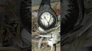 Pigeon Eggs #viralvideo #pigeonlover #viralyoutubeshorts 🕊️