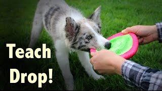 Teach your dog to DROP - Dog Training by Kikopup