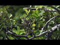 ウチヤマセンニュウ③　styan s grasshopper warbler　さえずり　和歌山県新宮市　孔島　野鳥　wildbirds