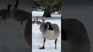 Double banded and hybrid goose hanging out at the local park. #goosehunt #banded #waterfowl