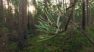 4K Whispering Trails: A Calming Walk Through the Forest Sounds