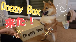 豆柴大吉＃１０６『ドギーボックスさんからプレゼントBOX届きました！ありがとう♪』【仔犬】【生後7か月】