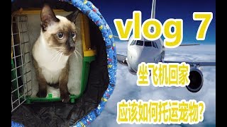 vlog 7.坐飞机回家，应该如何托运宠物？