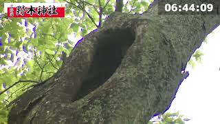 野木神社のライブ配信（４月２４日）