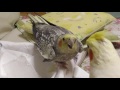 あぁ…やっぱり タイプじゃないのね 　オカメインコ