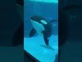 名古屋港水族館　女子高生にリンちゃんに間違われて、「リンは私の娘・・・私の名前はステラ」と女子高生に訴えかけているステラさん！