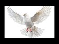 വിശുദ്ധ ബൈബിൾ bible prayer pigeon bibileversetoday